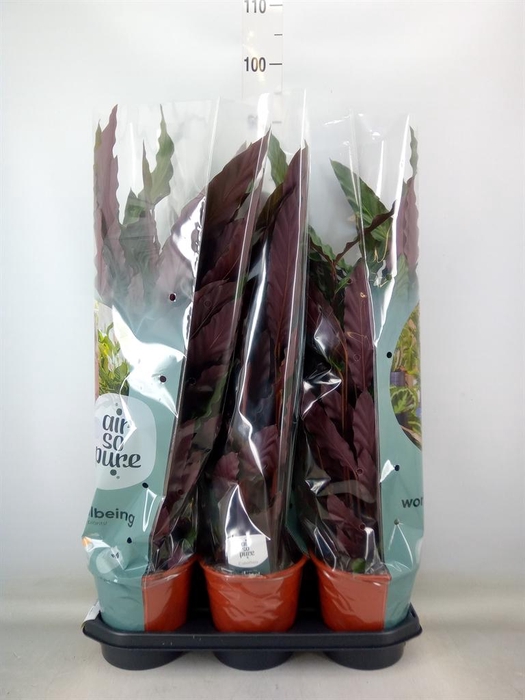 <h4>Calathea rufibarba</h4>