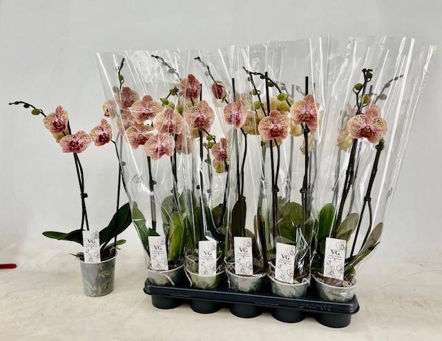 <h4>PHAL OV ORANJE</h4>