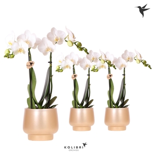 Kolibri Orchids Phalaenopsis white 2 spike in Scandic pot gold