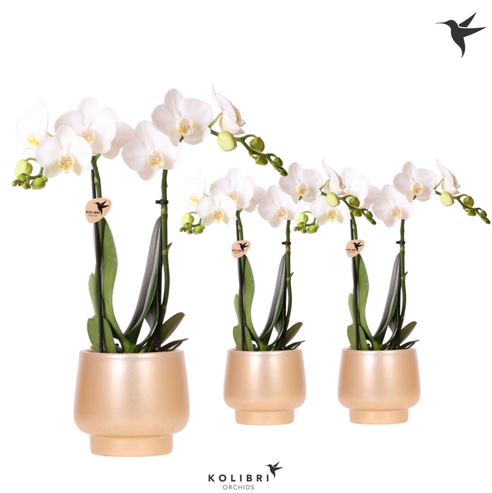 <h4>Kolibri Orchids Phalaenopsis white 2 spike in Scandic pot gold</h4>