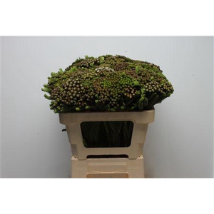 Kaaps Brunia Albiflora Green