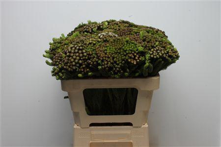 <h4>Kaaps Brunia Albiflora Green</h4>