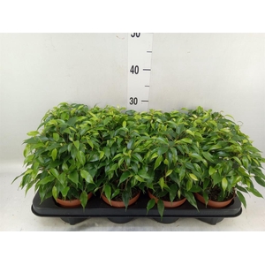 Ficus benja. 'Green Kinky'