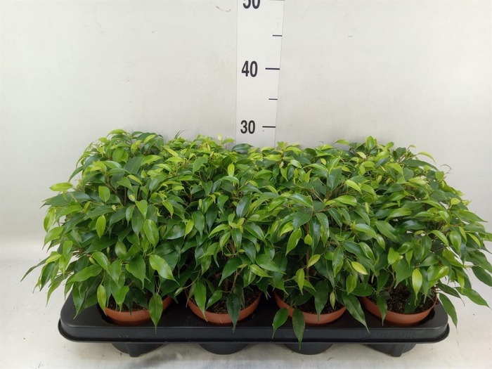<h4>Ficus benja. 'Green Kinky'</h4>