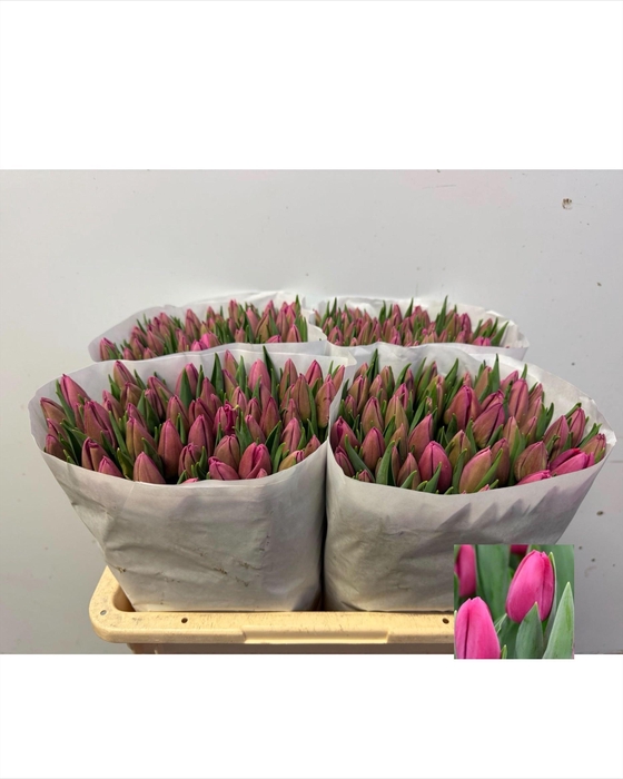 <h4>TU EN BARCELONA</h4>