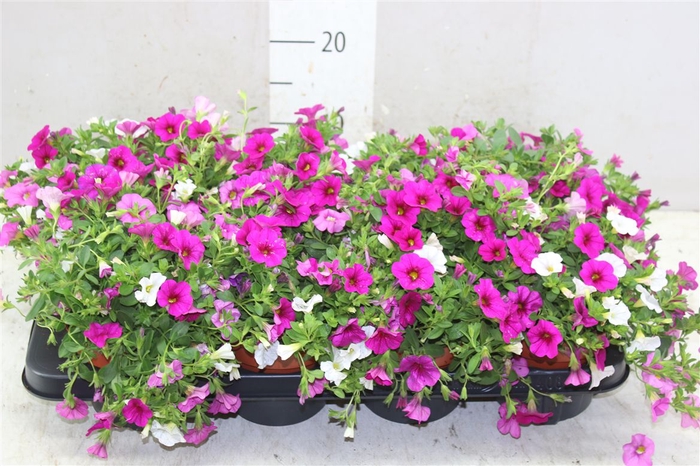 <h4>Calibrachoa "paradise Pink"tricolor White/pink/bur</h4>