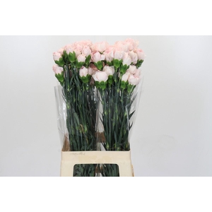 Dianthus St Damascus