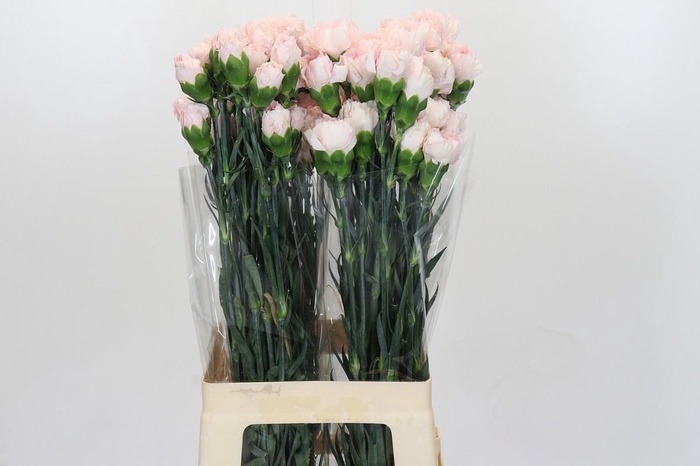 <h4>Dianthus St Damascus</h4>