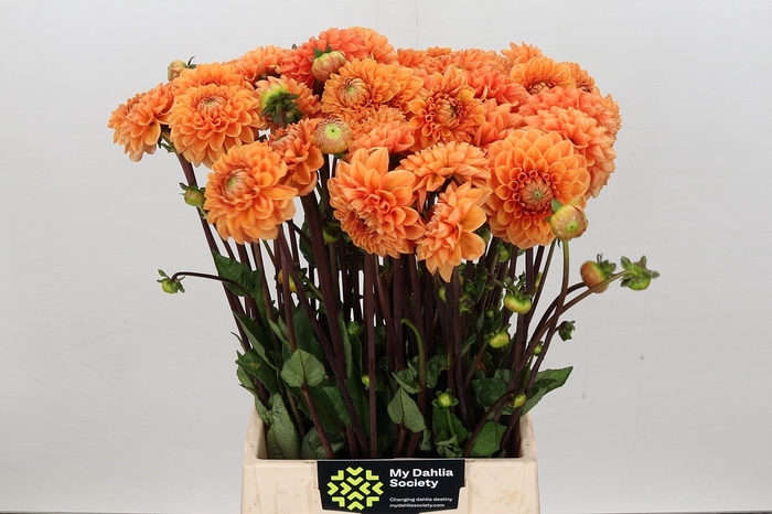 <h4>Dahlia Sylvia</h4>