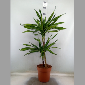 Dracaena frag. 'Riki'