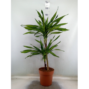Dracaena frag. 'Riki'