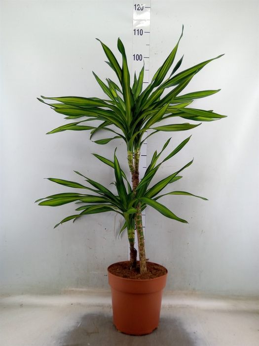 <h4>Dracaena frag. 'Riki'</h4>