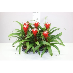 Guzmania Hope