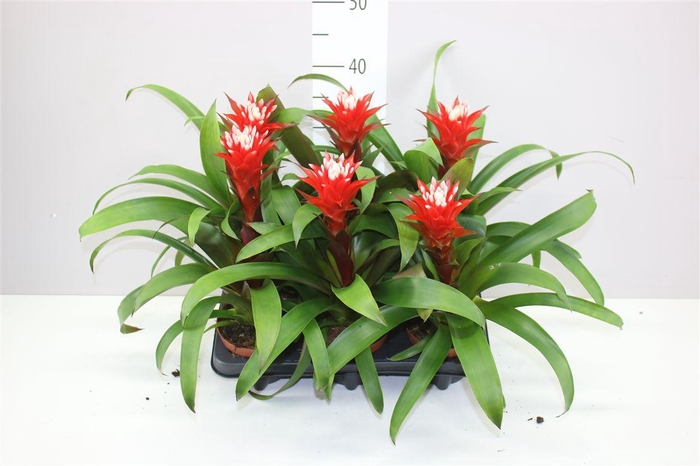 <h4>Guzmania Hope</h4>