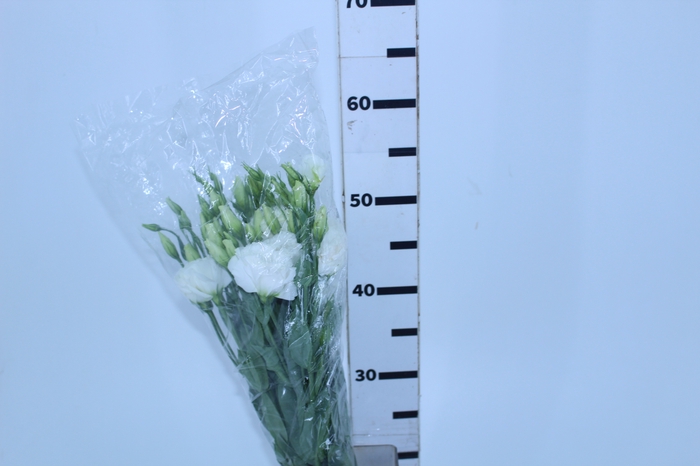 LISIANTHUS BRANCO 070 CM MIN 500 GRAMAS