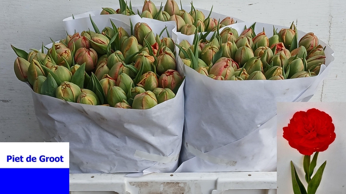 <h4>TU DU MIRANDA</h4>