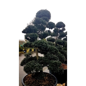 Ilex crenata - Garden tree