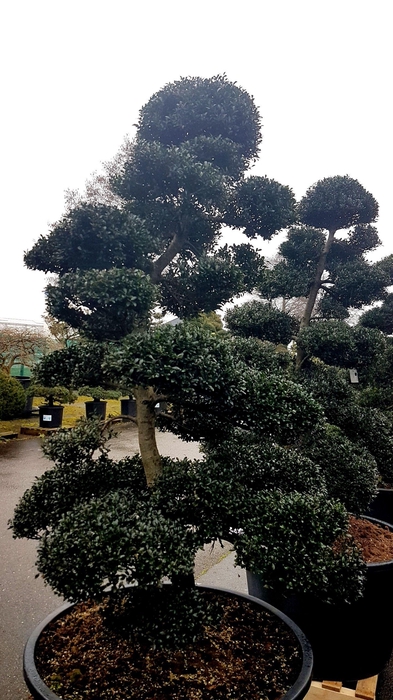 <h4>Ilex crenata - Garden tree</h4>