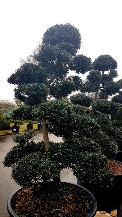 <h4>Ilex crenata - Garden tree</h4>