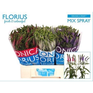 Veron Smart Gem Vertakt 60cm