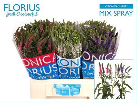 <h4>Veron Smart Gem Vertakt 60cm</h4>