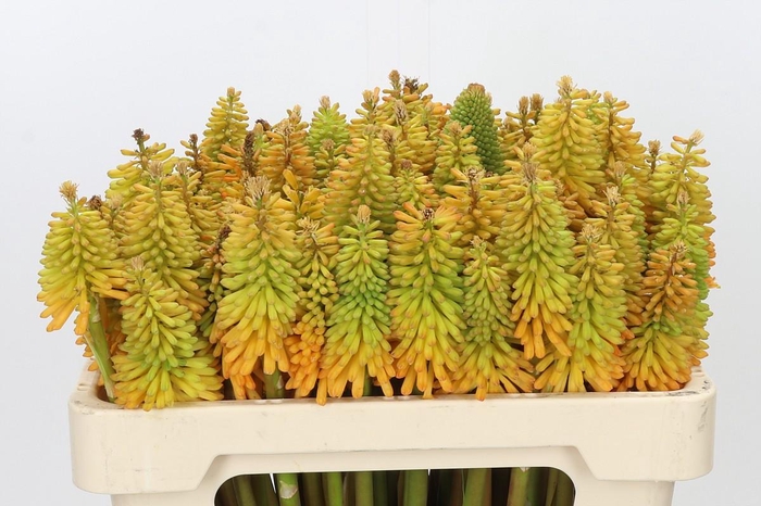 Kniphofia Eycone Peach