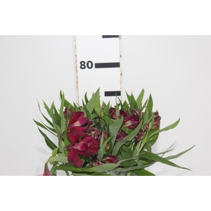 ALSTROEMERIA POMPEII 080 CM