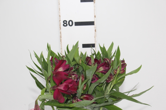 <h4>ALSTROEMERIA POMPEII 080 CM</h4>