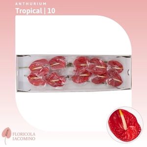 Anthurium Tropical