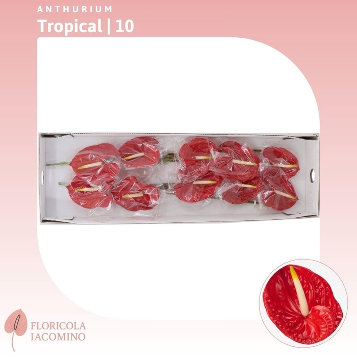 <h4>Anthurium Tropical</h4>
