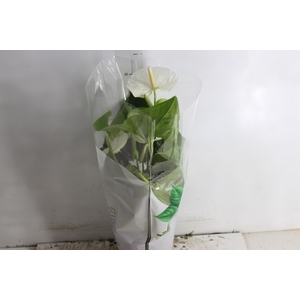 ANTHURIUM ALASKA P17 PREMIUM