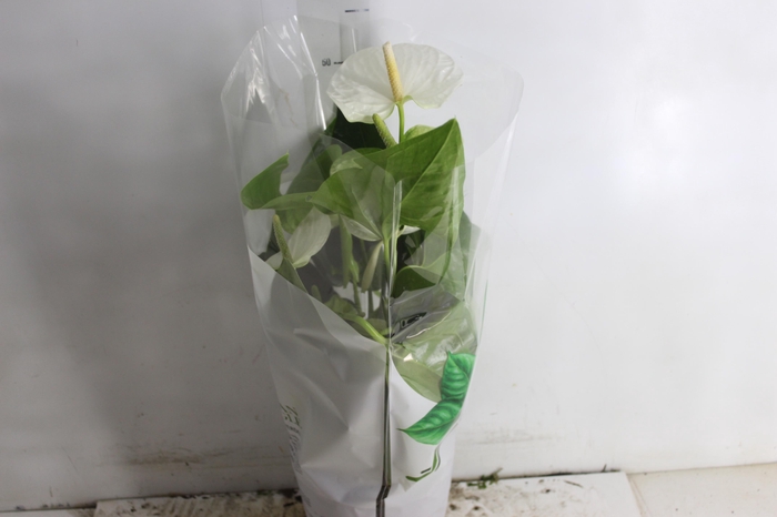 <h4>ANTHURIUM ALASKA P17 PREMIUM</h4>