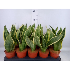 Sansevieria trifa. 'Futura Superba'