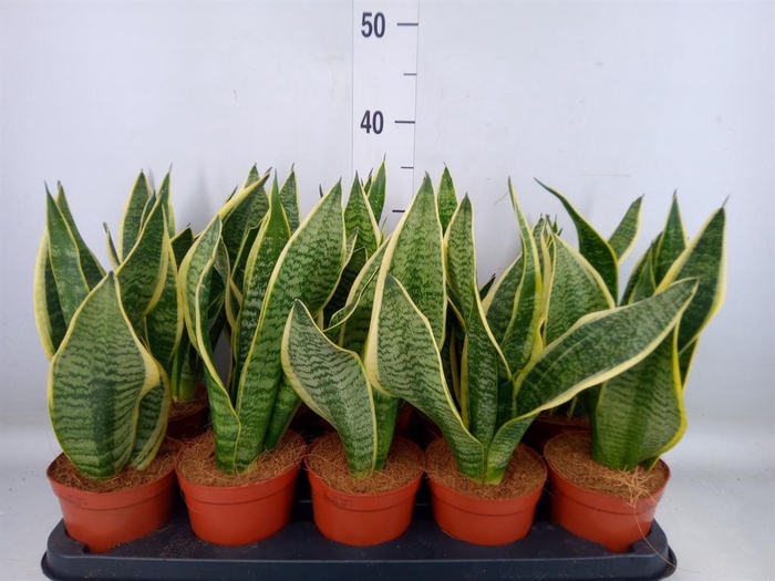 <h4>Sansevieria trifa. 'Futura Superba'</h4>