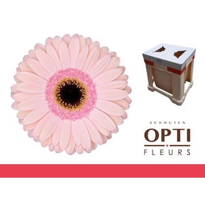 Gerbera Alliance