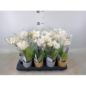 Phalaenopsis   ...mini