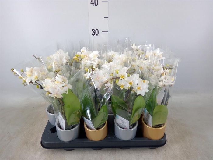 <h4>Phalaenopsis   ...mini</h4>