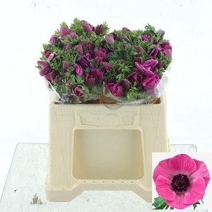ANEM CO MAR ORCHID