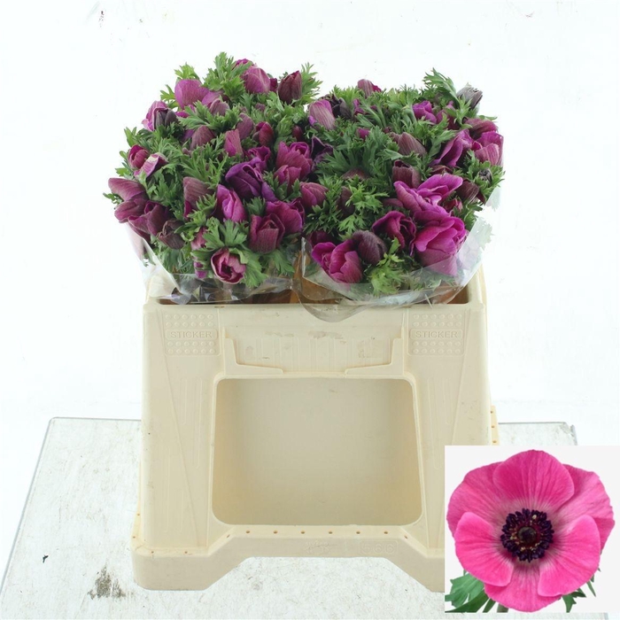 <h4>ANEM CO MAR ORCHID</h4>