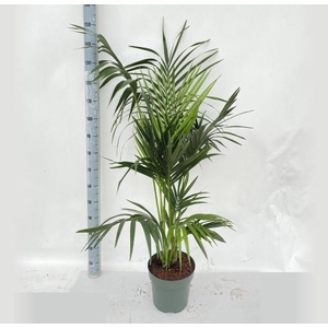 HOWEA FORSTERIANA