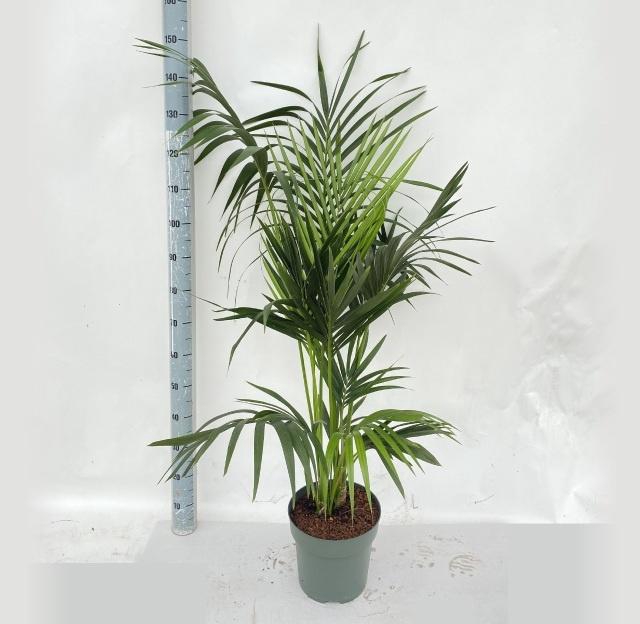 <h4>HOWEA FORSTERIANA</h4>
