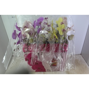PHALAENOPSIS CASCATA ESPECIAL P15 MIN 11 FLS