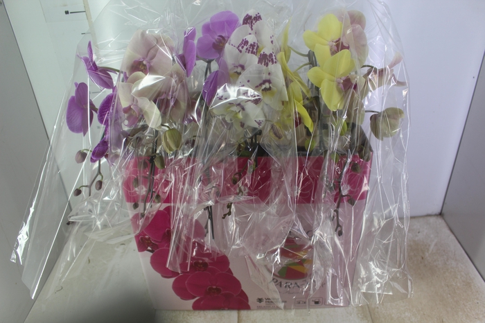 <h4>PHALAENOPSIS CASCATA ESPECIAL P15 MIN 11 FLS</h4>