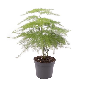Asparagus Plumosus 6Ø 15cm