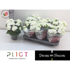 !! PROMO !! BEGONIA WHITE CLARA P14