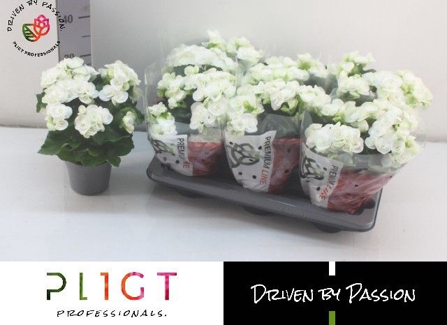 <h4>!! PROMO !! BEGONIA WHITE CLARA P14</h4>