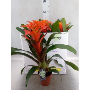 Guzmania  'Fiero Orange'