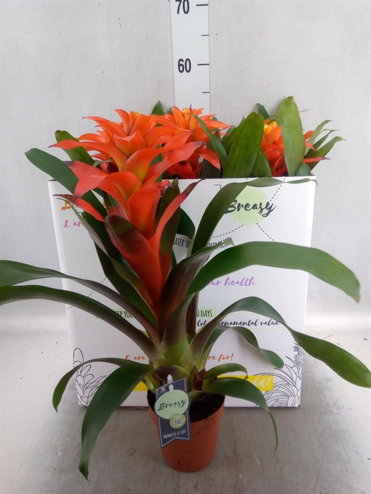 <h4>Guzmania  'Fiero Orange'</h4>