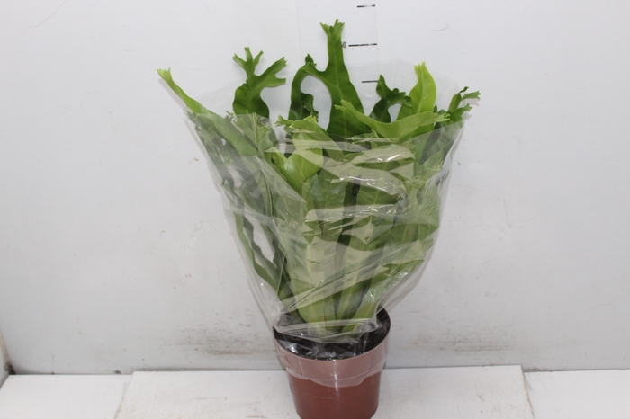 <h4>ASPLENIUM CRISSIE P17</h4>