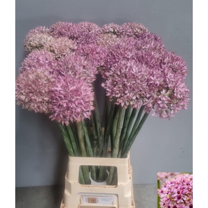 ALLIUM PINK JEWEL